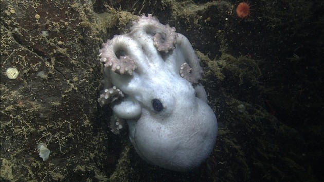 Octomom' sets gestation record | Nature