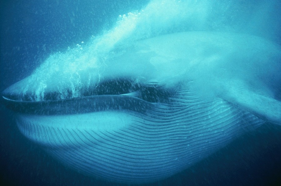 blue whales