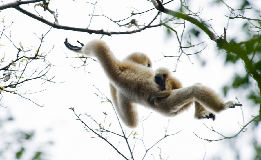 How gibbons got their swing | Nature