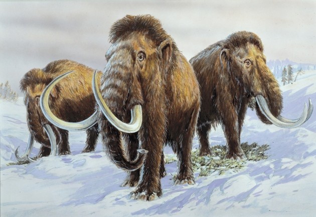 Mammoth genomes provide recipe for creating Arctic elephants | Nature
