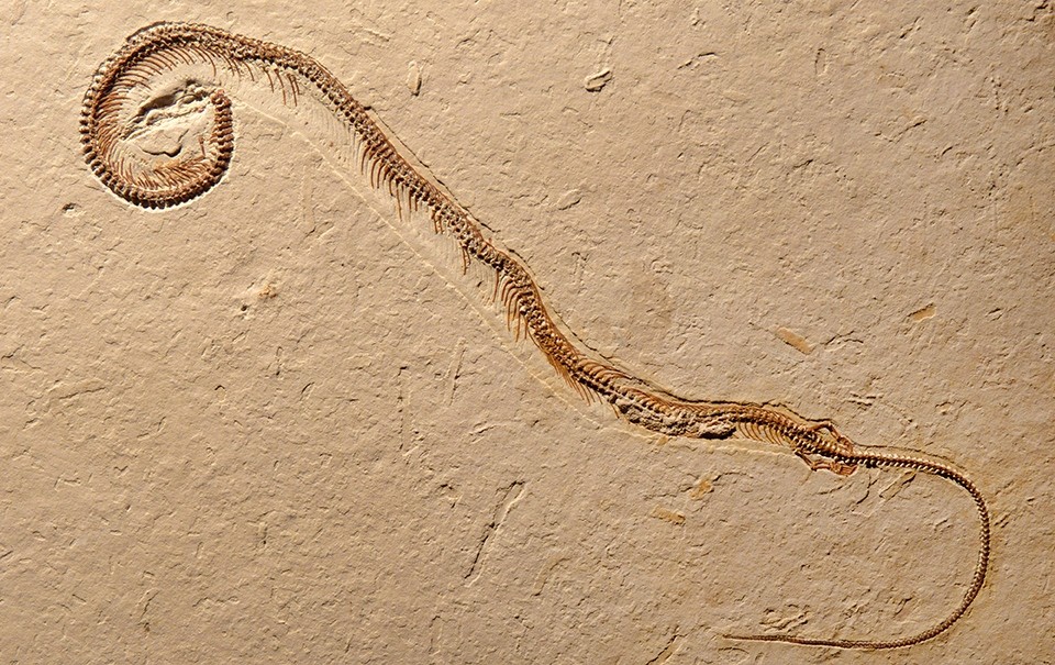 Four-legged fossil snake is a world first | Nature