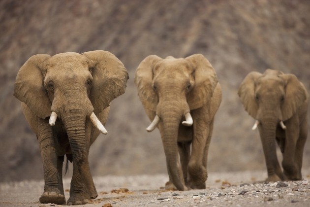How Elephants Avoid Cancer Nature