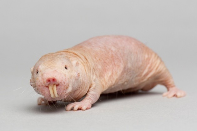 Poo turns naked mole rats into better babysitters | Nature
