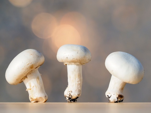 Gene-edited CRISPR mushroom US regulation | Nature