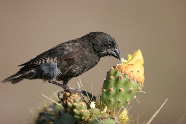 Evolution Of Darwin'S Finches Tracked At Genetic Level | Nature