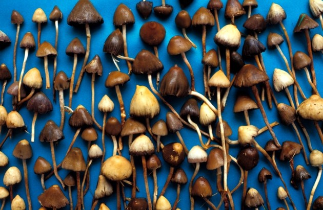 Magic Mushrooms