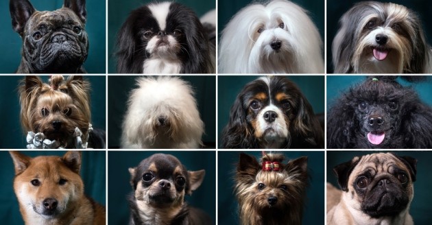 Dog family tree reveals hidden history of canine diversity | Nature