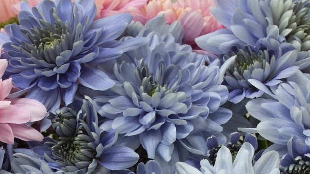 True blue' chrysanthemum flowers produced with genetic engineering