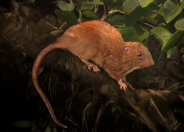 Giant, tree-dwelling rat in Islands Nature