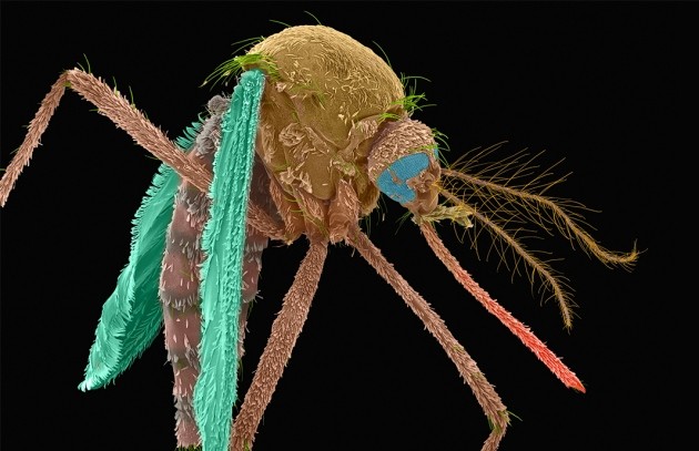 US government approves 'killer' mosquitoes to fight disease | Nature US government approves 'killer' mosquitoes to fight disease | Nature