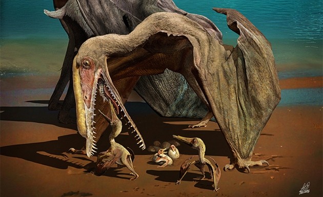 Perfect pterosaur found in fossil egg : Nature News