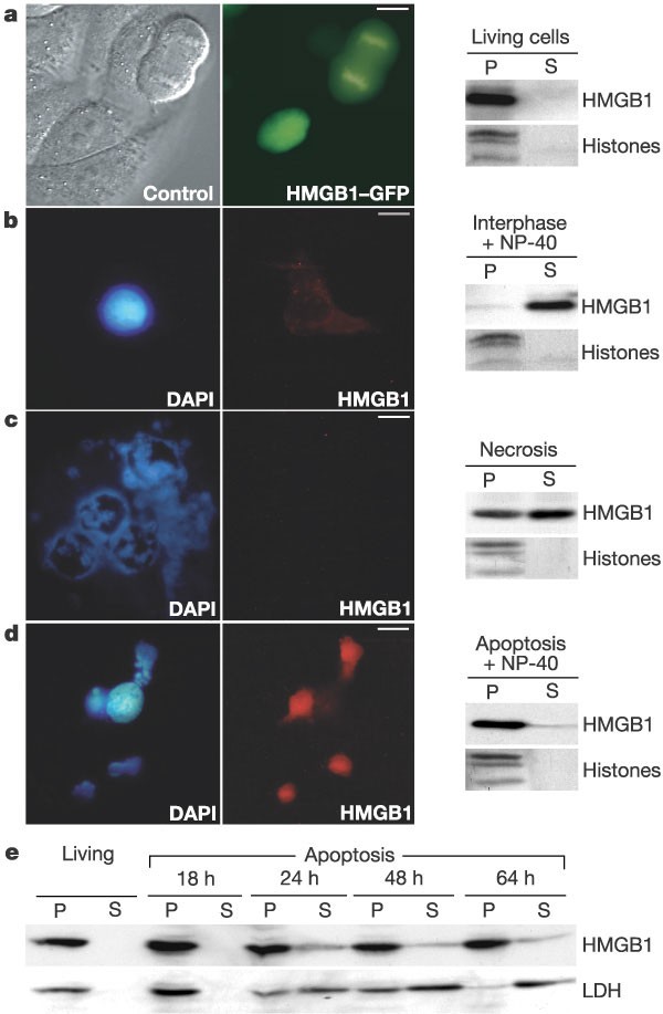 Release of chromatin protein HMGB1 by necrotic cells triggers inflammation  | Nature