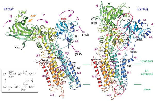 where are hydrophobic amino acids in the calcium pump where are hydrophobic amino acids in the calcium pump