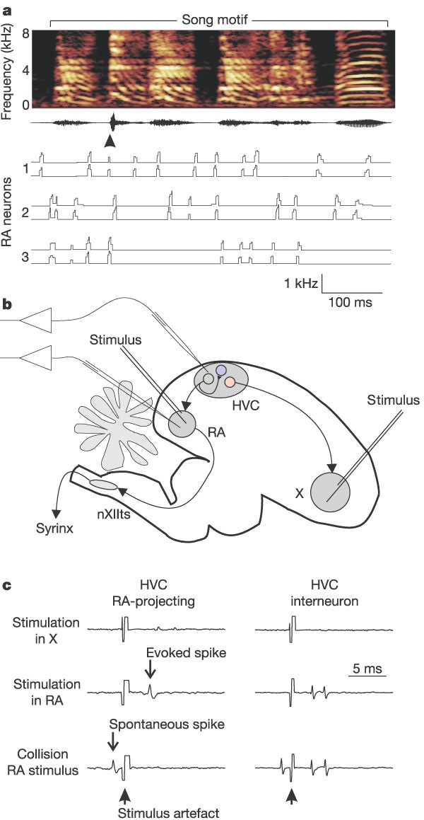 An ultra-sparse code underliesthe generation of neural sequences in a  songbird | Nature