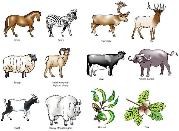 Evolution, consequences and future of plant and animal domestication |  Nature