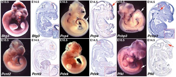 Figure 2: Representative examples of in situ hybridization data of E10.5 (whole mount) and E14.5 (sections) embryos.
