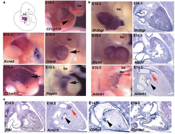 Figure 3: Expression analysis in the developing heart. 