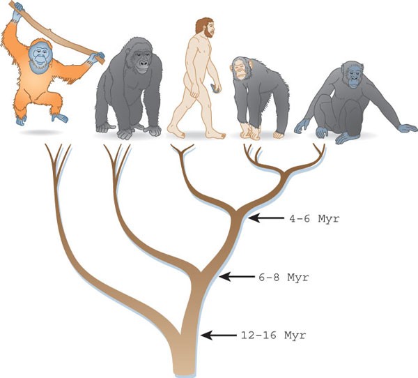 The mosaic that is our genome | Nature The mosaic that is our genome | Nature