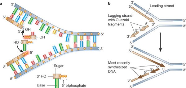 DNA replication and recombination | Nature