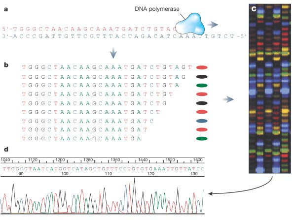 The Digital Code Of Dna Nature