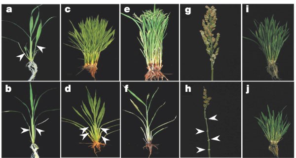 Control of tillering in rice | Nature