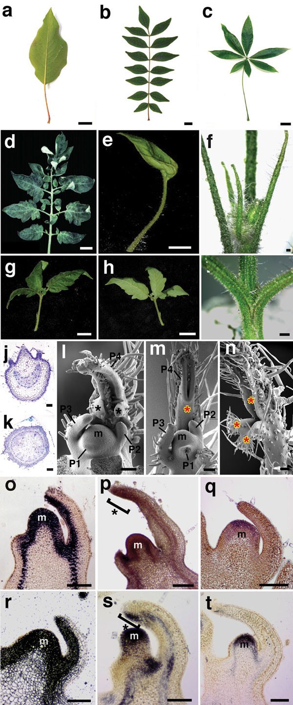 The Expression Domain Of Phantastica Determines Leaflet Placement In Compound Leaves Nature