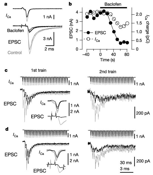 Direct modulation of synaptic vesicle priming by GABAB receptor activation  at a glutamatergic synapse | Nature