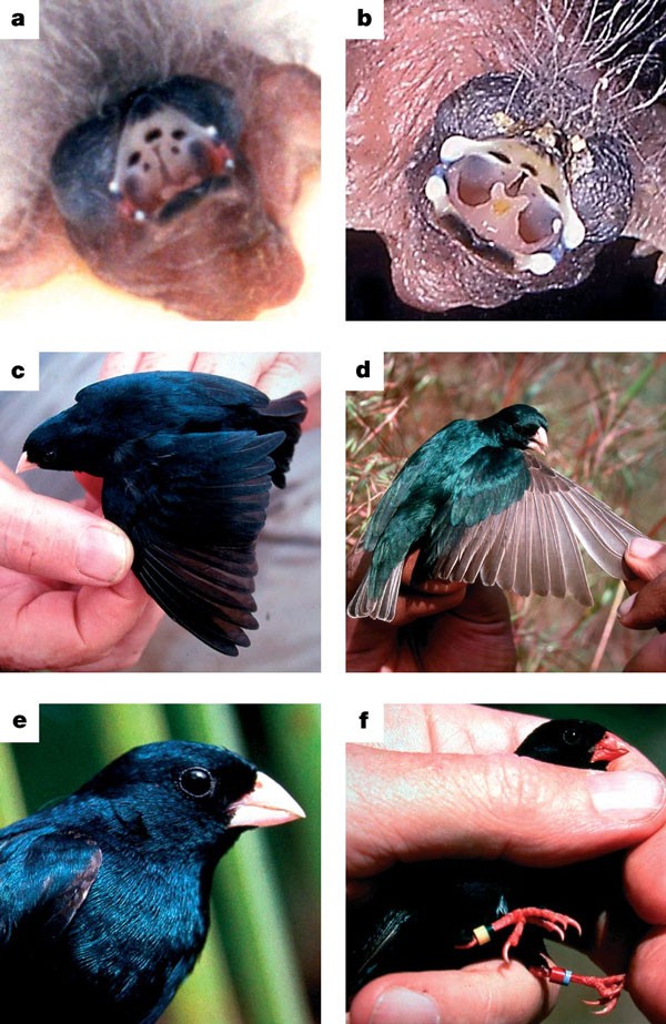 Exploring the Phenomenon of Brood Parasitism among Birds  