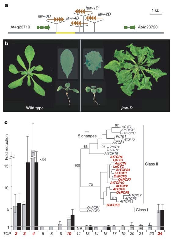 Control of leaf morphogenesis by microRNAs Nature