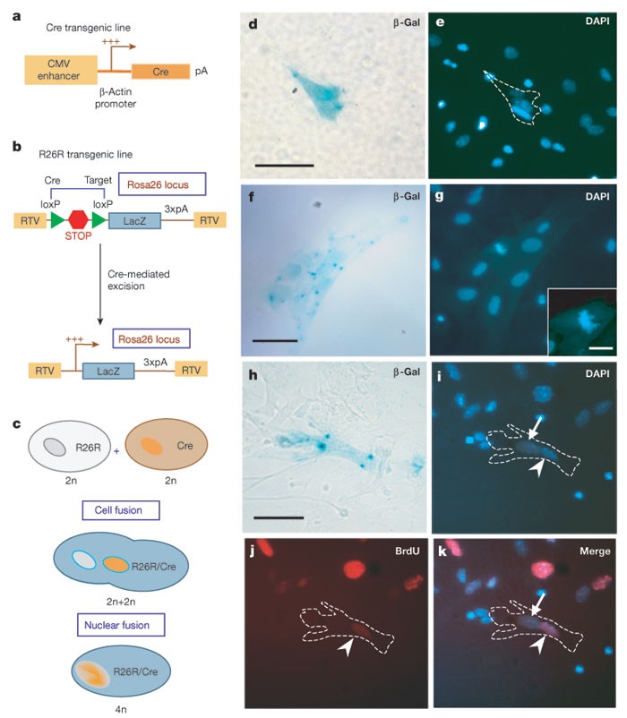 Fusion of bone-marrow-derived cells with Purkinje neurons, cardiomyocytes  and hepatocytes | Nature