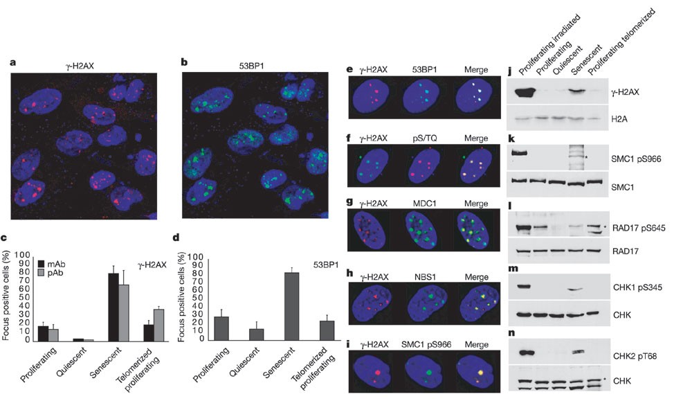 A Dna Damage Checkpoint Response In Telomere Initiated Senescence Nature