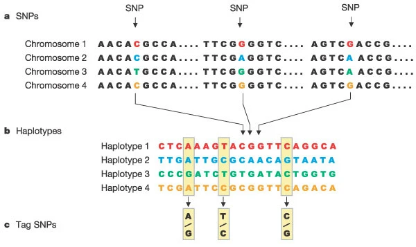 HapMap haplotypes