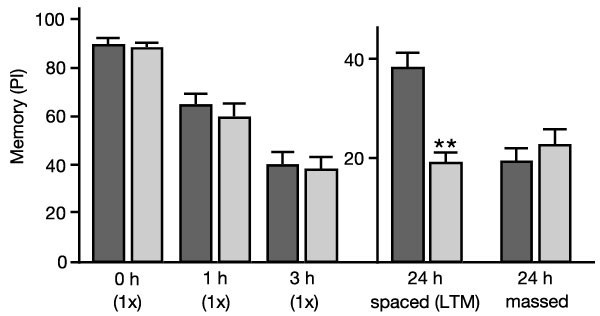 Forgotten memory storage and retrieval in Drosophila