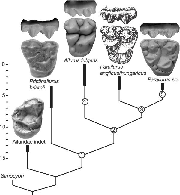 Two new carnivores from an unusual late Tertiary forest biota in eastern  North America | Nature