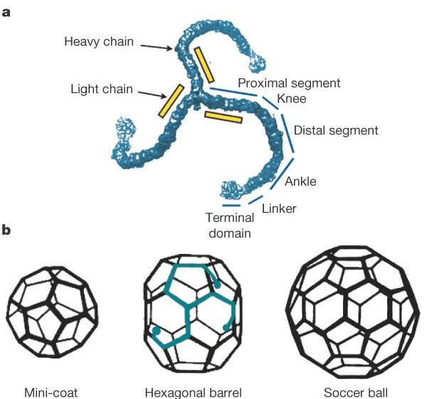 Molecular model for a complete clathrin lattice from electron  cryomicroscopy | Nature