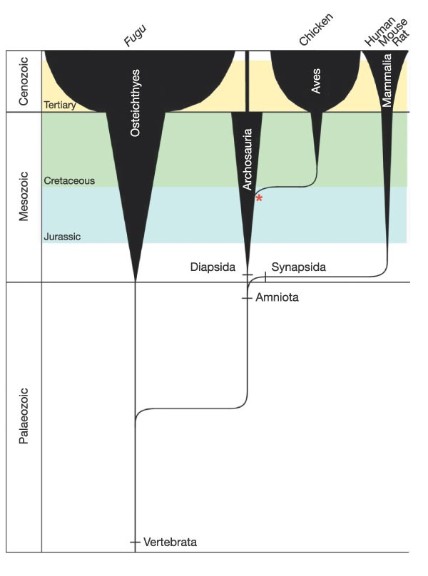 Sequence and comparative analysis of the chicken genome provide unique  perspectives on vertebrate evolution | Nature