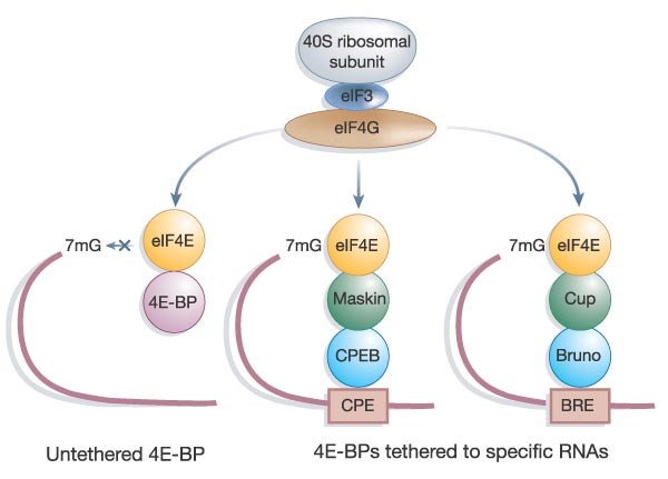 Regulation of cap-dependent translation by eIF4E inhibitory proteins |  Nature