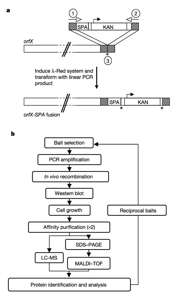 ybaY protein (Escherichia coli K12) - STRING interaction network