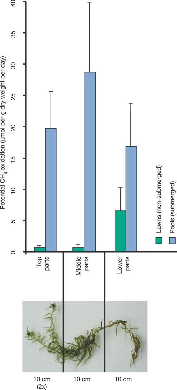 Bogs & Fens: What's the Difference, for Peat's Sake!? – Great Ecology