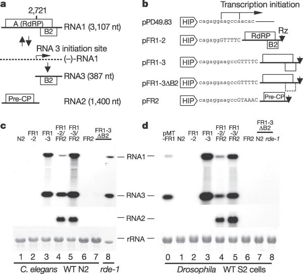 Animal virus replication and RNAi-mediated antiviral silencing in  Caenorhabditis elegans | Nature