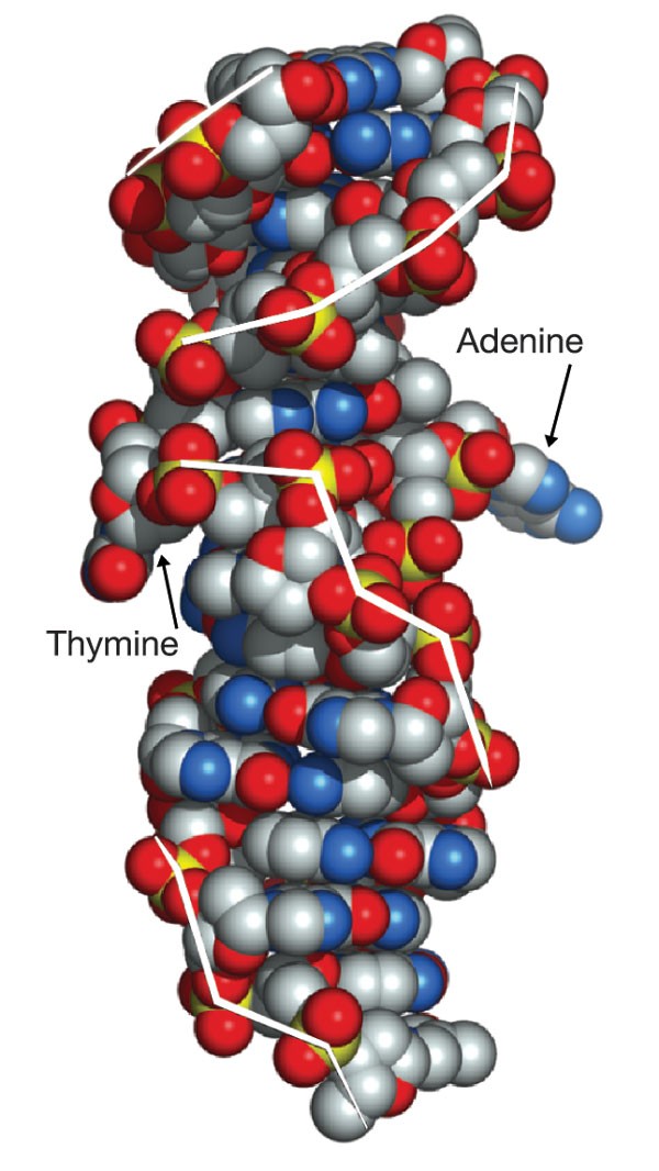 Crystal structure of a junction between B-DNA and Z-DNA reveals two  extruded bases | Nature