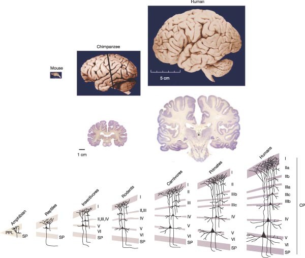 Molecular insights into human brain evolution | Nature