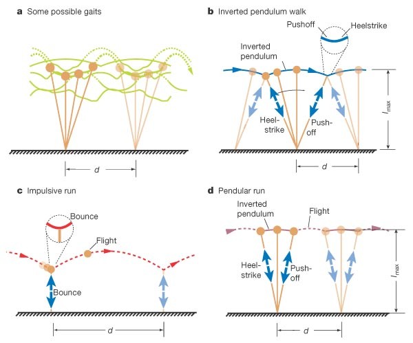 Computer optimization of a minimal biped model discovers walking and running  | Nature