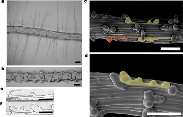 A RhoGDP dissociation inhibitor spatially regulates growth in root hair cells | Nature A RhoGDP dissociation inhibitor spatially regulates growth in root hair cells | Nature
