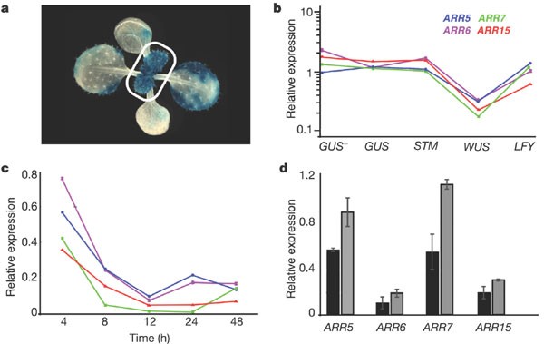 Wuschel perücke blau Clearance