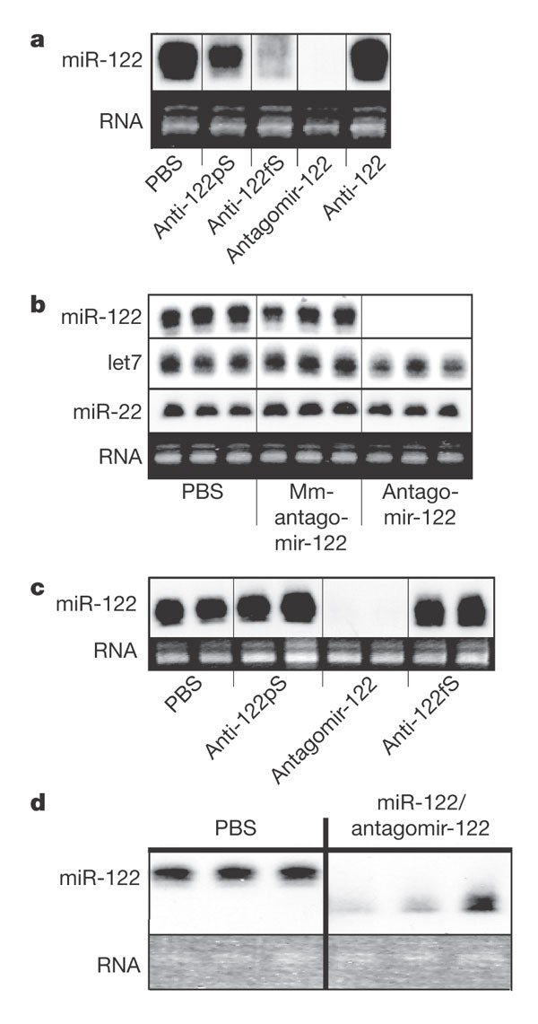Silencing Of Micrornas In Vivo With Antagomirs Nature
