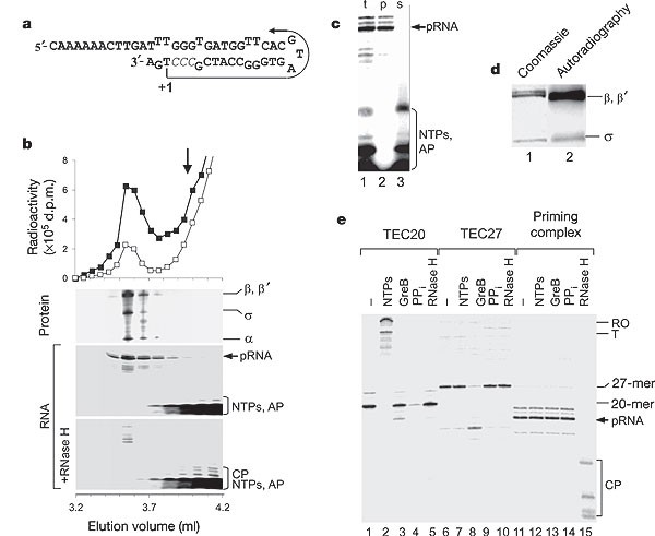 The mechanism of DNA replication primer synthesis by RNA polymerase | Nature