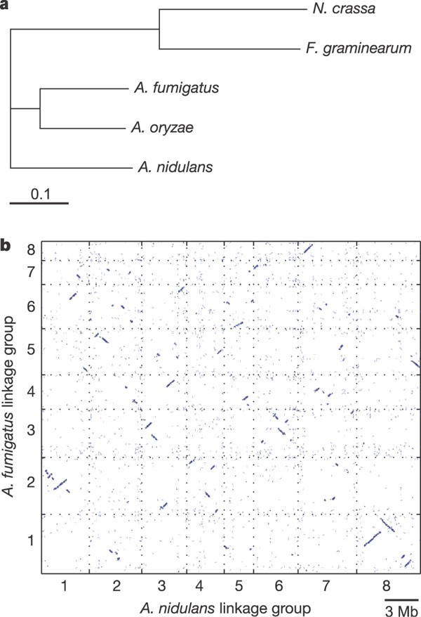Sequencing Of Aspergillus Nidulans And Comparative Ysis With A Sequencing Of Aspergillus Nidulans And Comparative Ysis With A Fumigatus Oryzae Nature