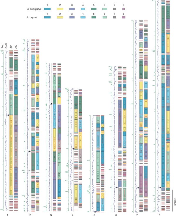 Figure 2: 
                        Aspergillus
                         comparative map.
                      