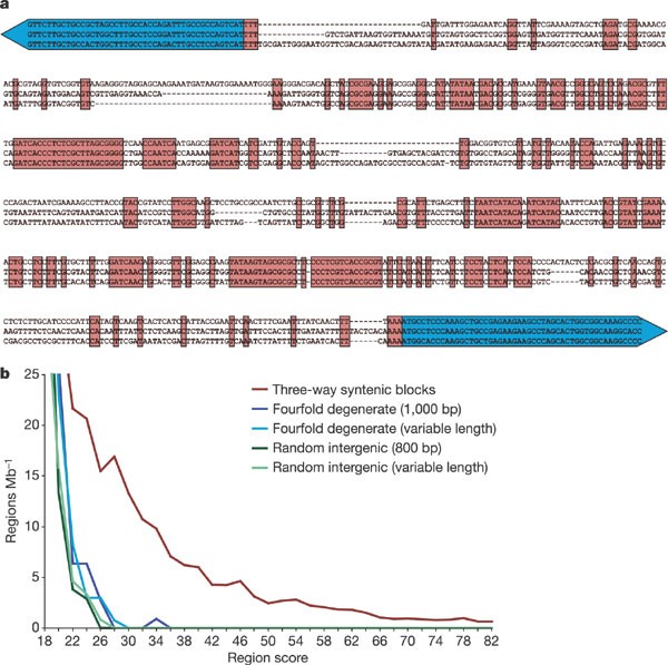 Figure 5: 
                        Active conservation of non-coding regions.
                      